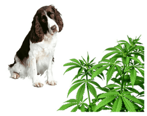 A dog, spaniel mix sitting in front of marijuana and CBD
