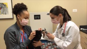 Veterinarian and an exam room assistant treating a cat on a medical table