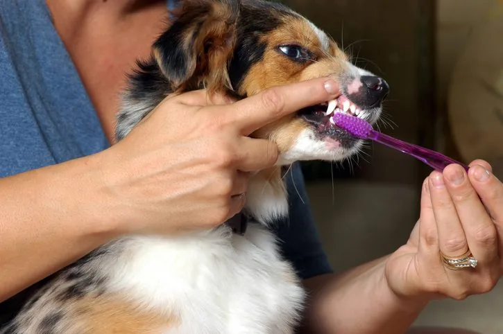Dog Teeth Cleaning in Chicago, IL