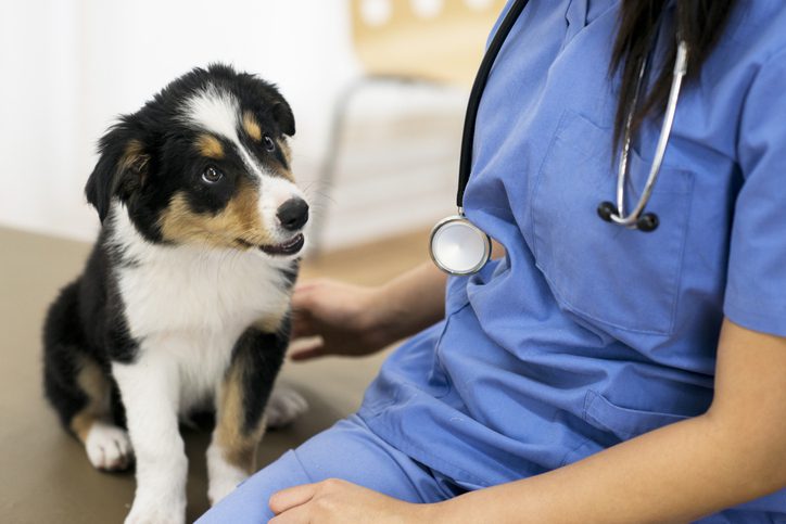 Dog Vaccinations in Chicago, IL