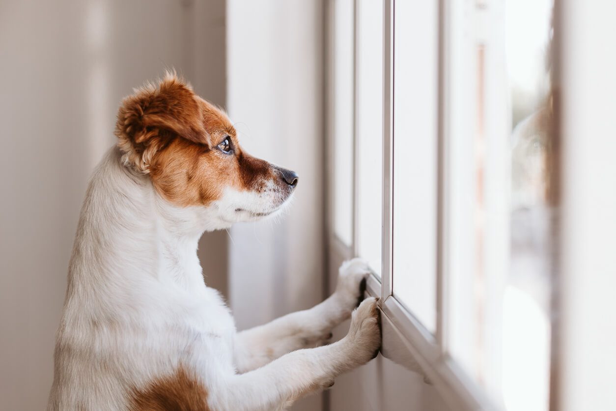 Dog Separation Anxiety in Chicago, IL