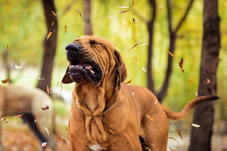 https://westloopvet.com/wp-content/uploads/2021/05/large-brown-dog-sneezing-from-dog-allergies.jpg?utm_source=chatgpt.com