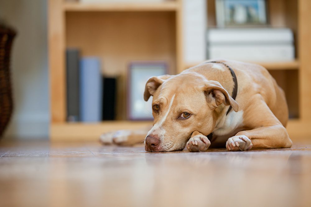 Leptospirosis in Dogs in Chicago, IL