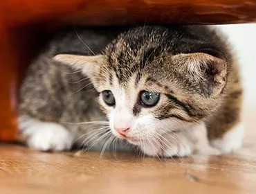 Kitten Care Program