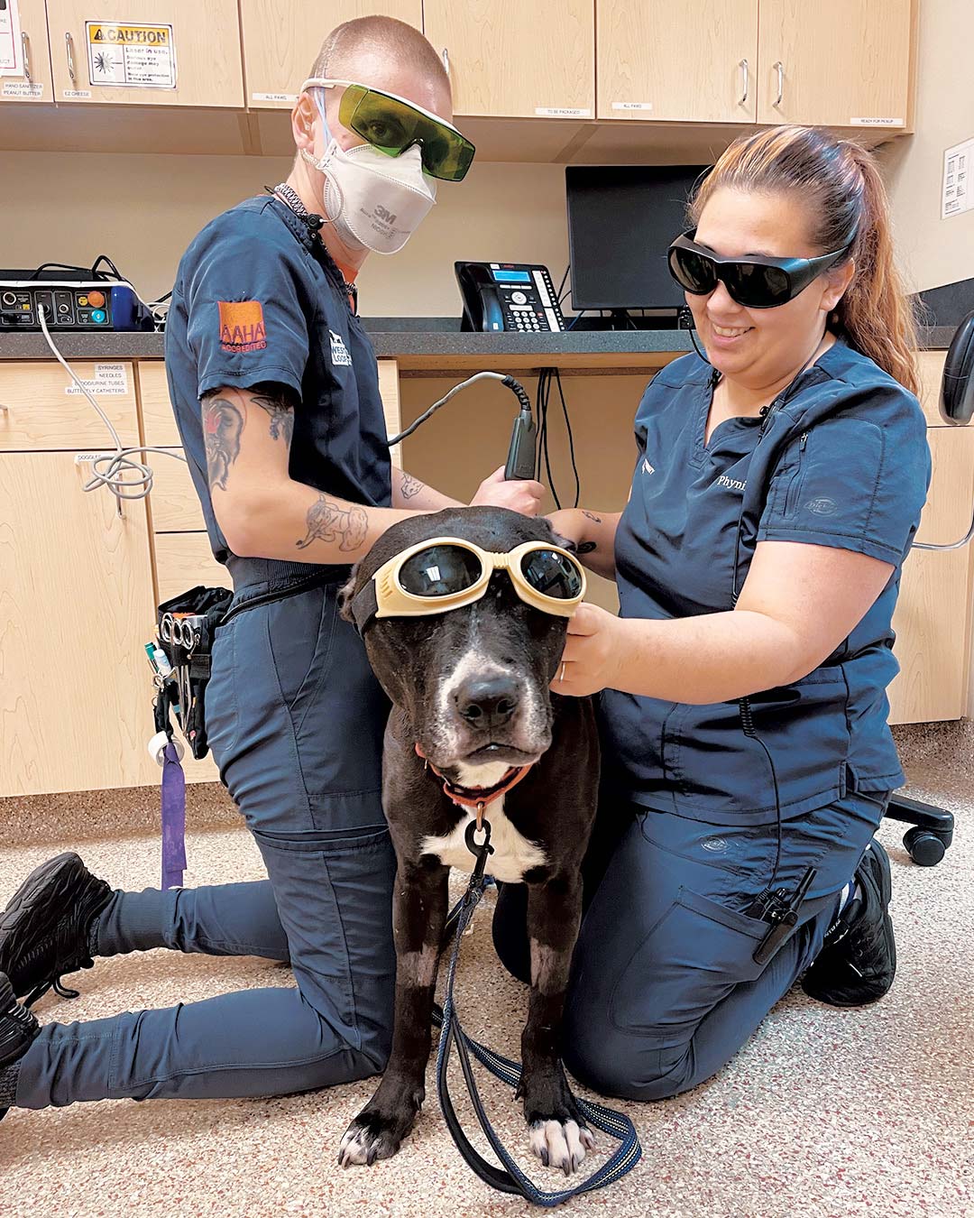 Pet Laser Therapy In Chicago