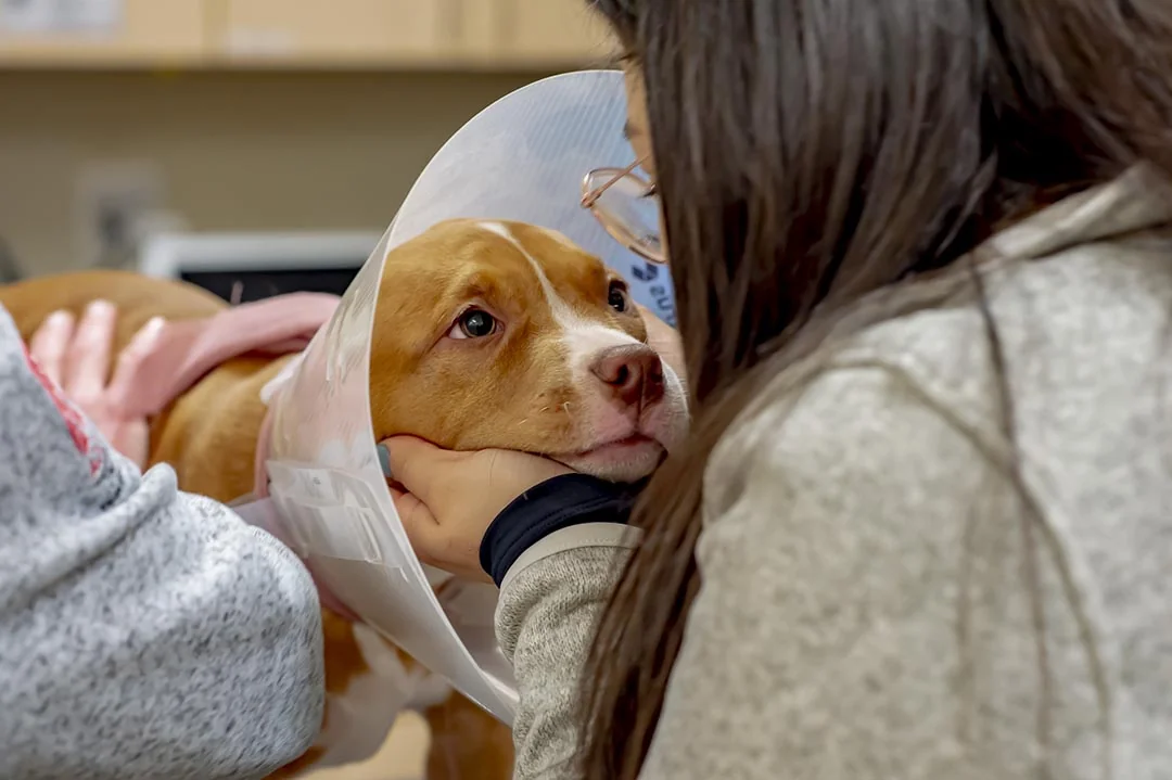 comforting dog in cone