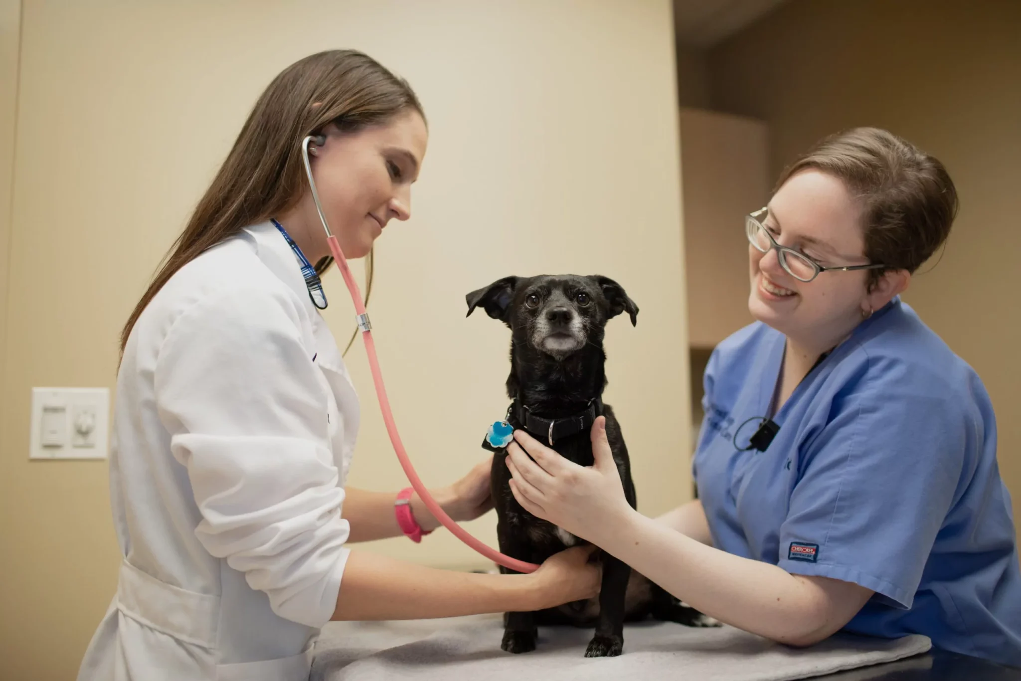Veterinarian Hiring in Chicago West Loop Veterinary Care