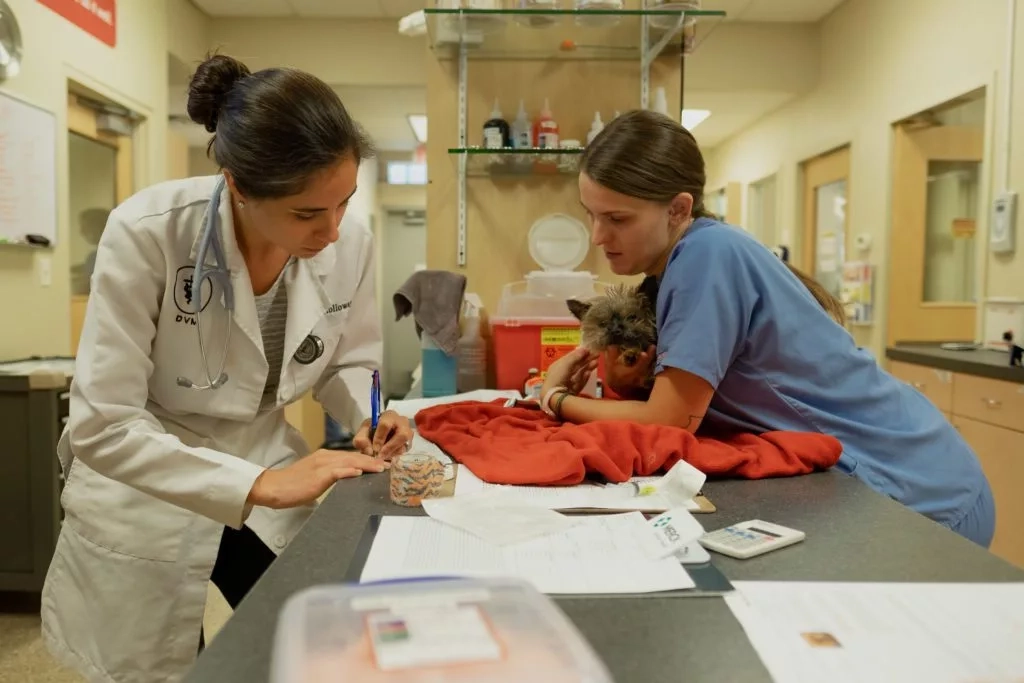 Pet Online Pharmacy & Refills West Loop Veterinary Care