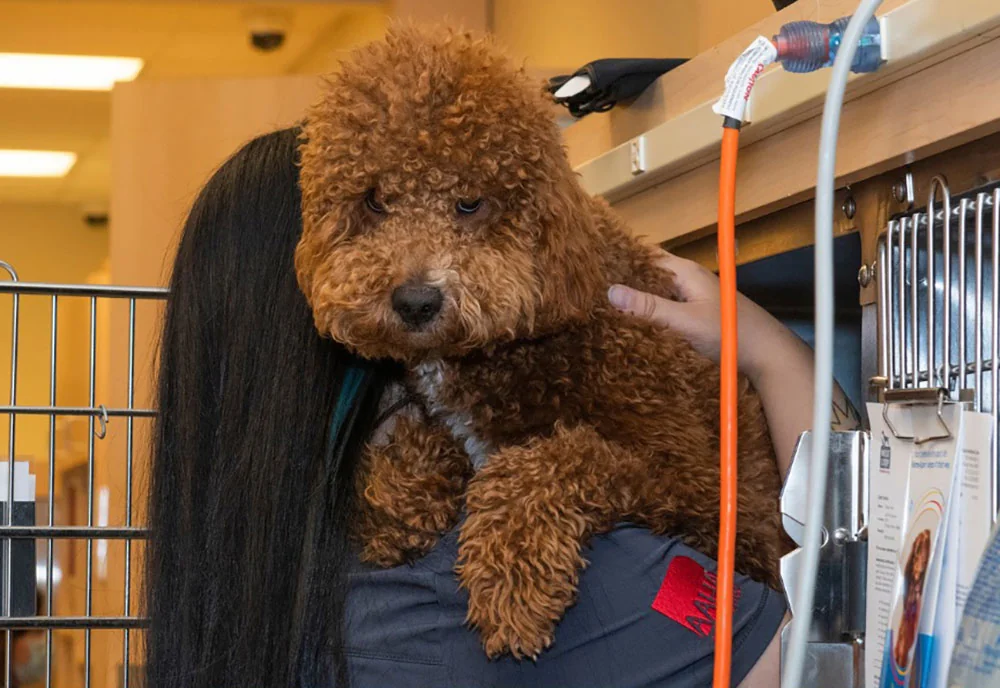 Veterinarian Hiring in Chicago West Loop Veterinary Care