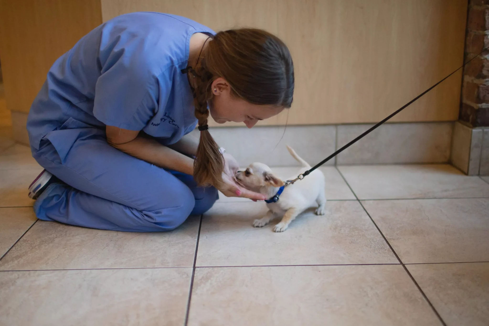 Externship Opportunities in Chicago West Loop Veterinary Care