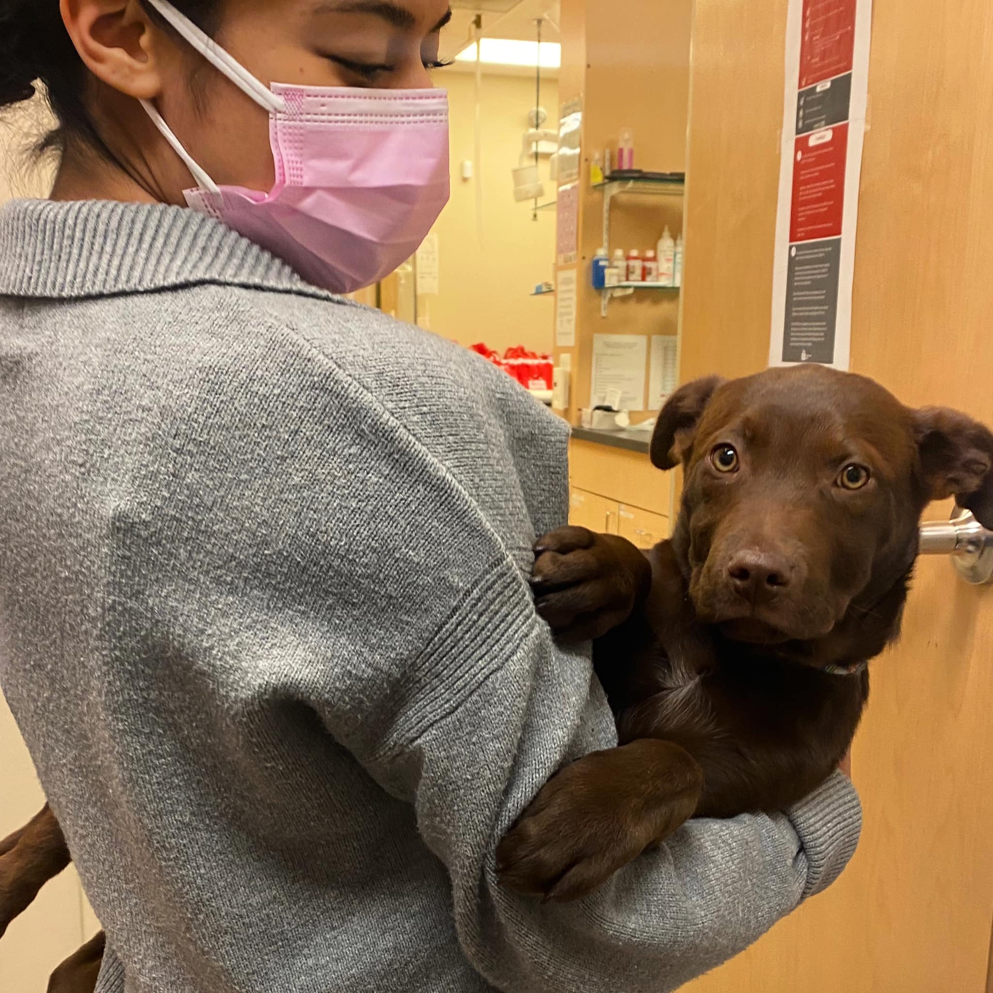 Veterinary Externships in Chicago, IL West Loop Veterinary Care