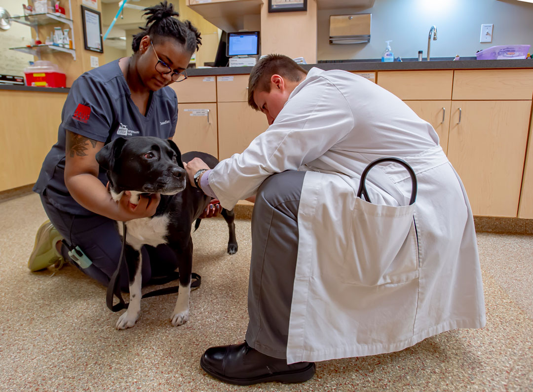 Our Team in Chicago, IL West Loop Veterinary Care