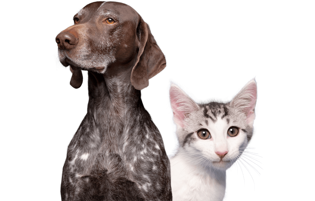 Cat And Dog Cutout (1)