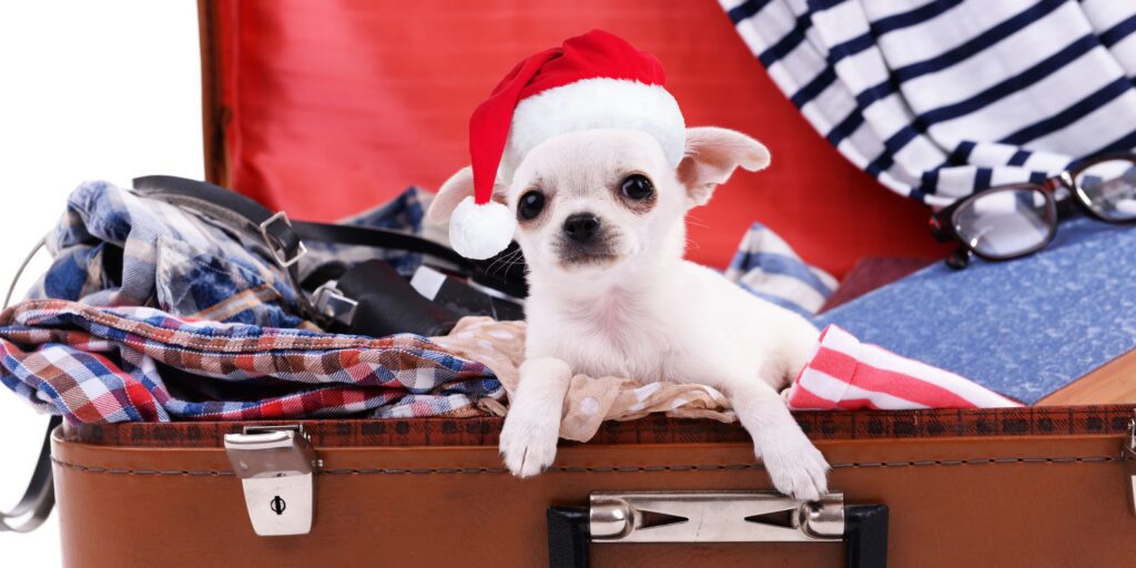 a small dog in a suitcase wearing a Santa hat