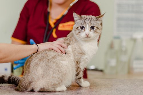 cat-at-vet-clinic