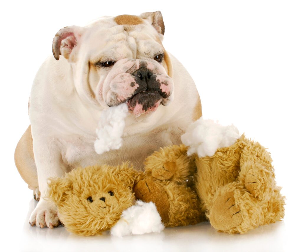 English Bulldog with pica eating stuffing out of a teddy bear.