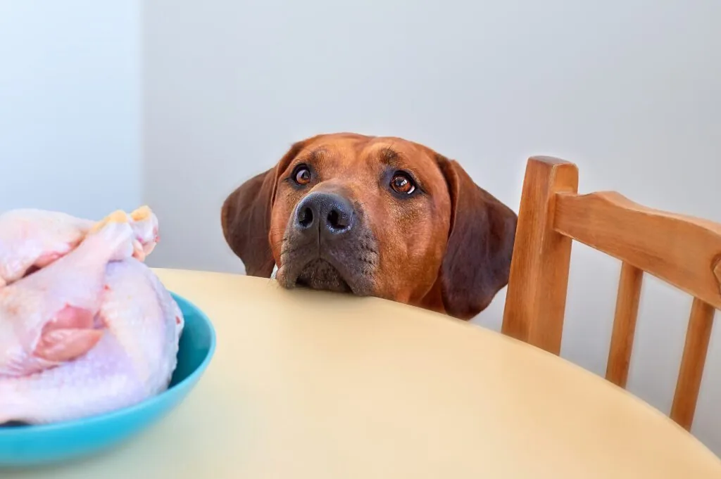 Dog Sitting Behind The Kitchen Table And Looking At Raw Chicken Meat