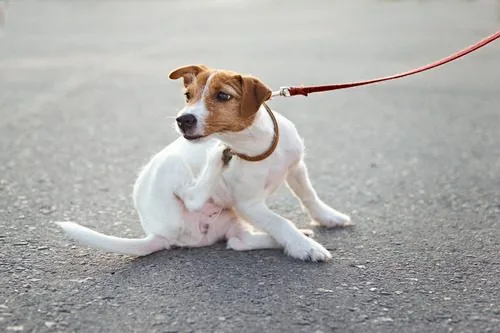 jack-russell-terrier-dog-on-a-leash-scratching-himself