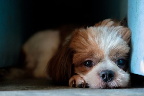 small-dog-laying-in-dark-corner