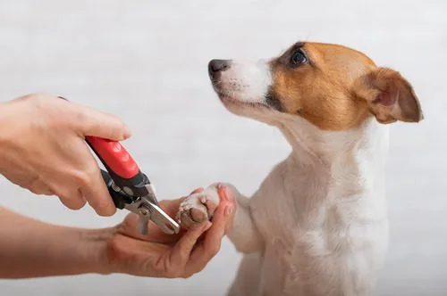 woman-trimming-jack-russell-terrier-dog's-nails