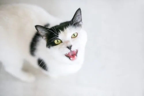 black-and-white-cat-meowing-at-camera