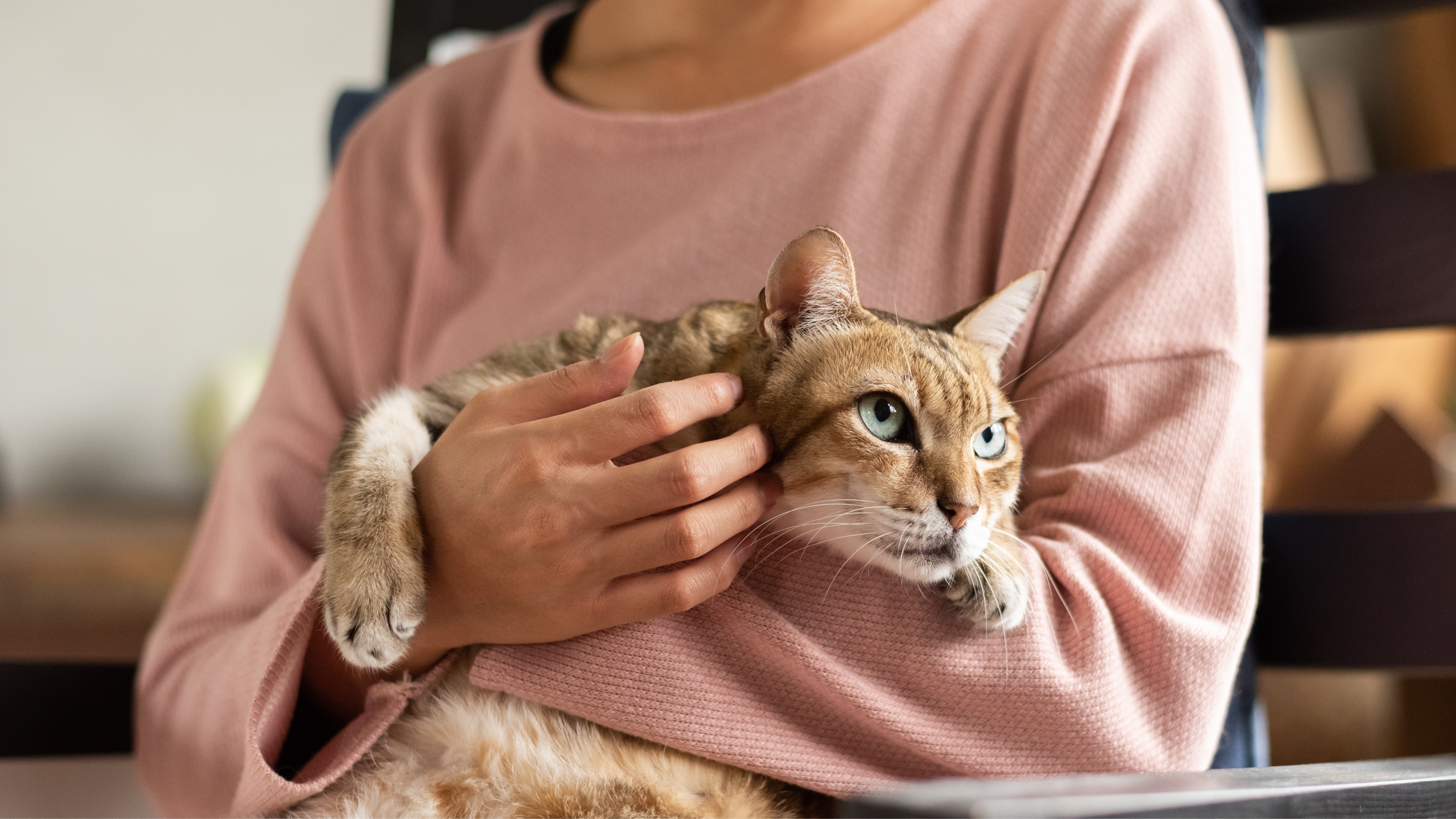 Indoor Cats Rabies Risk Chicago Vaccine