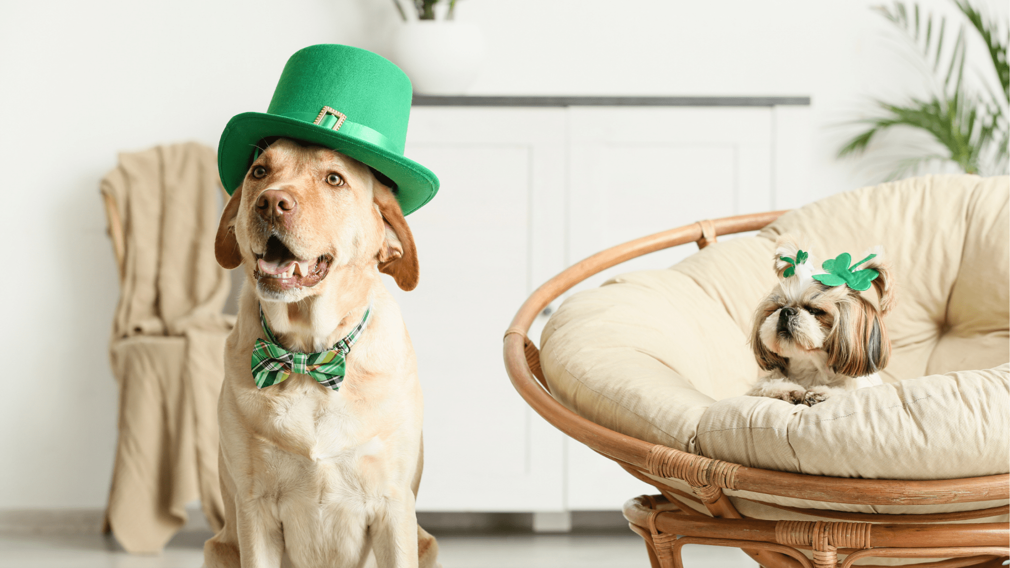 St Patricks Day Pet Safety Tips