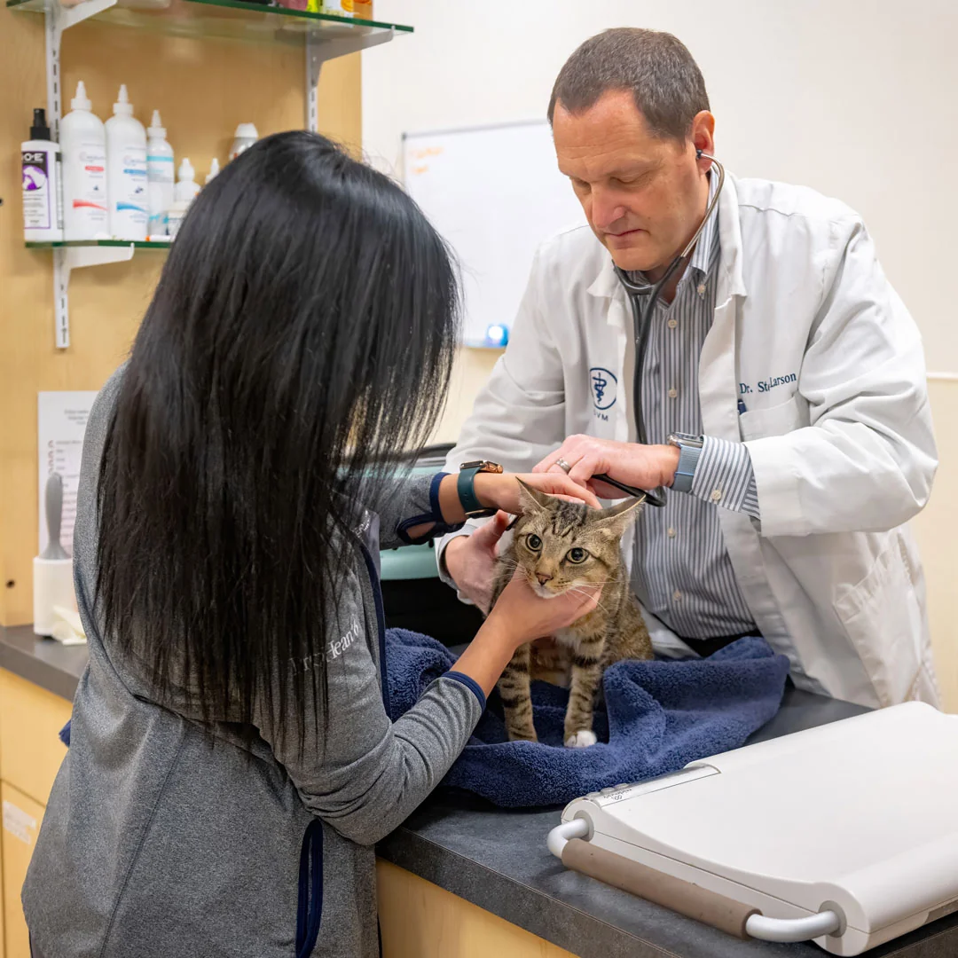 Veterinarians Examining Cat