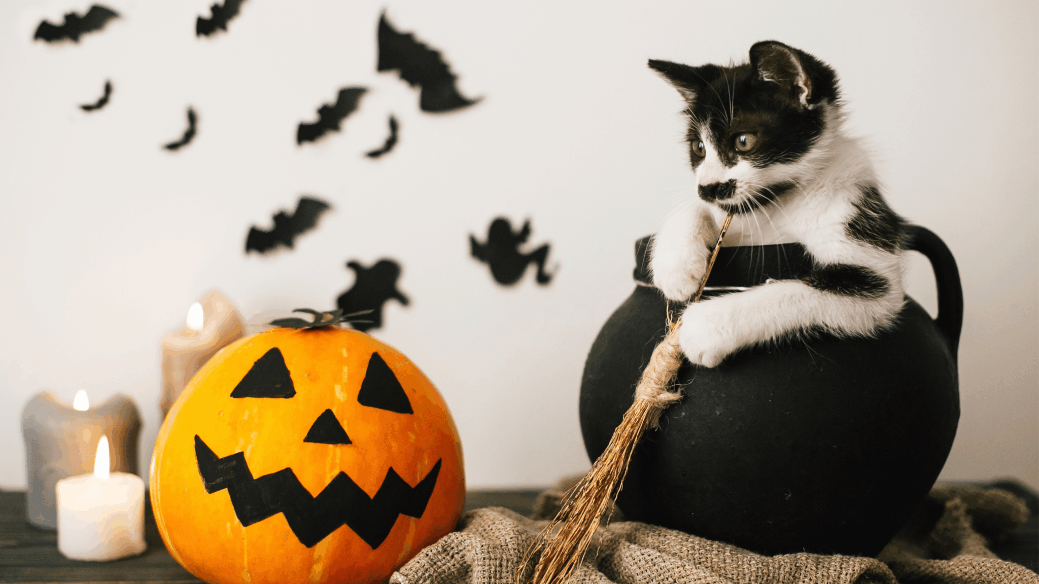 Halloween Pet Safety in Chicago