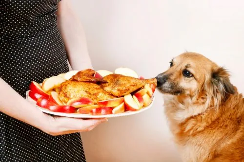 medium brown dog eating turkey and apples off plate