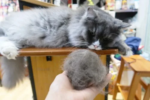 gray long-haired cat lounging on wooden furniture confronted with large hairball