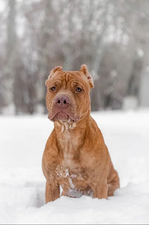 Front portrait of pit bull terrier with fawn coat and white chest sitting in snowy field.