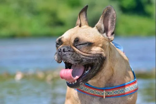fawn French bulldog with eyes shut, mouth open, and tongue hanging out