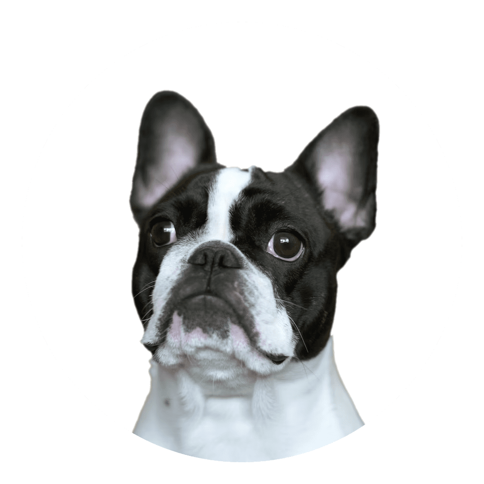 black and white french bulldog