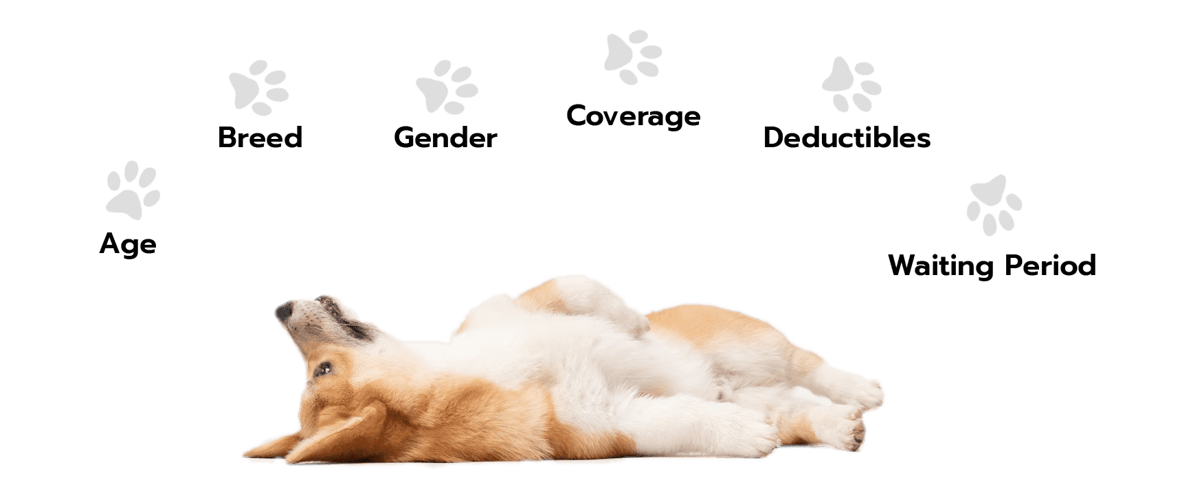 corgi lying on back looking up at pawprints with text underneath