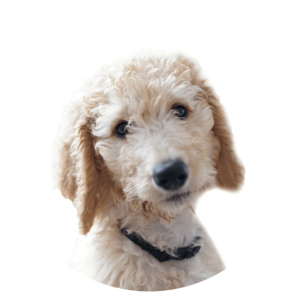 cream colored goldendoodle
