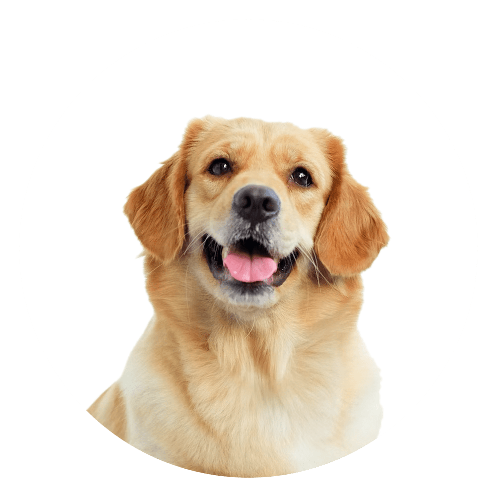 happy golden retriever