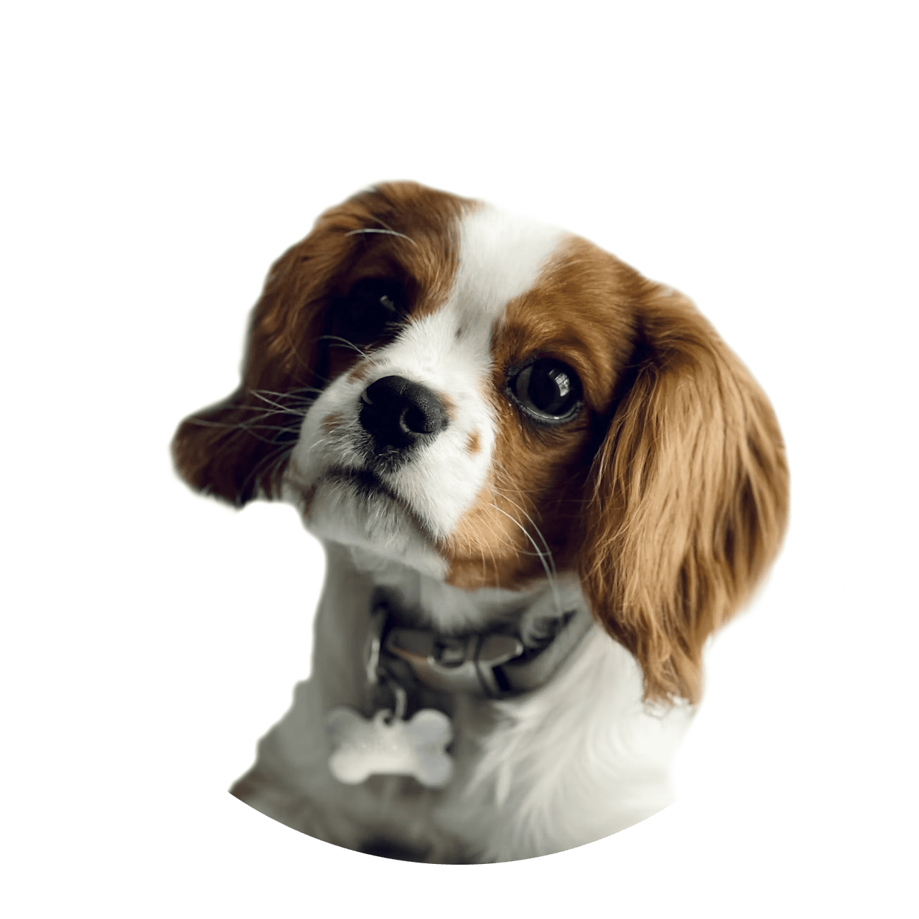 brown and white cavalier king charles spaniel