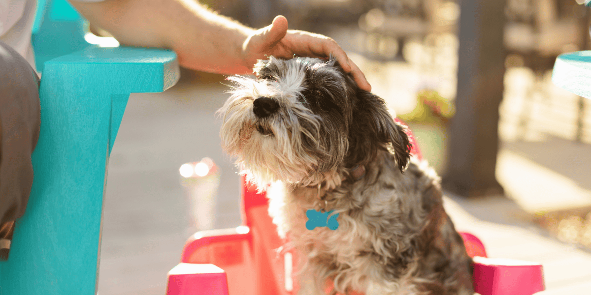 Blog Summer Pet Poisons