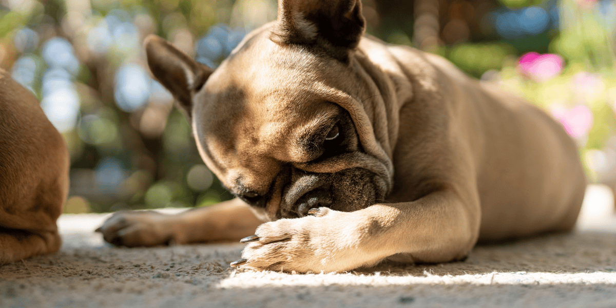 Blog Summer Allergies