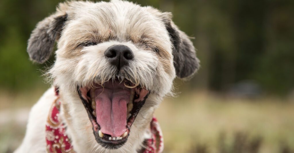 close up of small dog sneezing outside