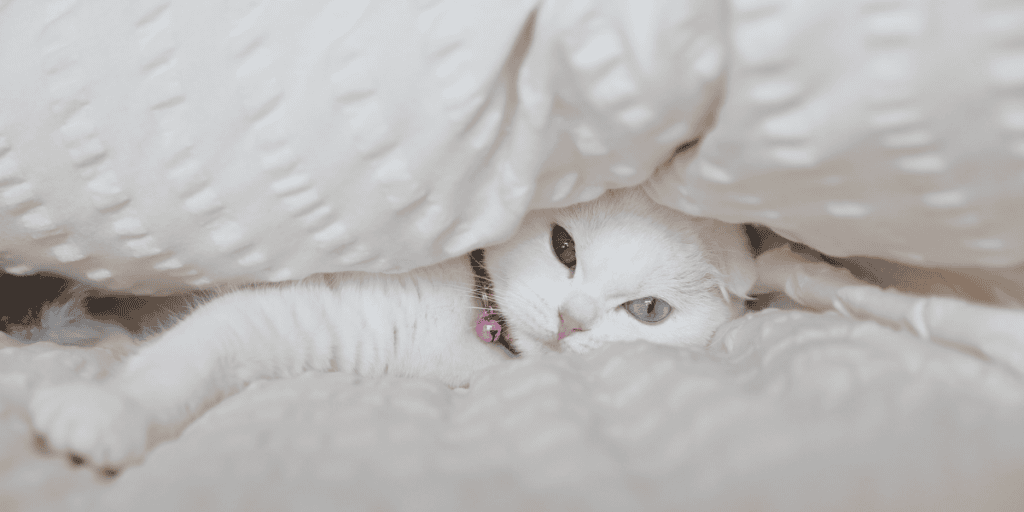 Pet Blog (2)