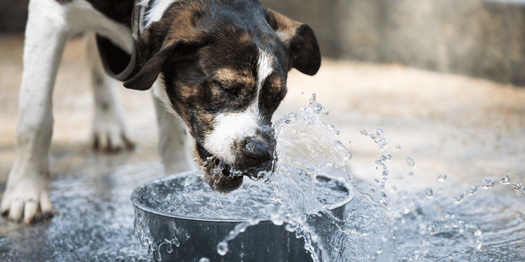 Pet Blog (3)